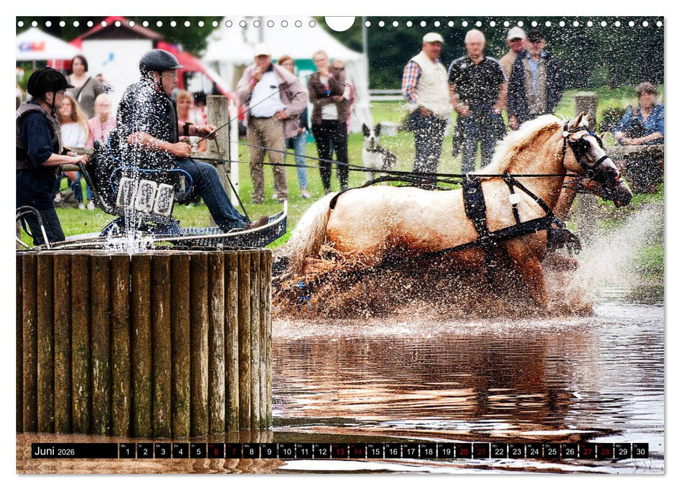 Fahrpferde in Aktion (CALVENDO Wandkalender 2026)