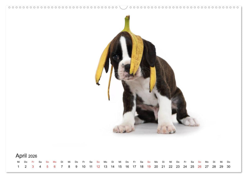 Funny Dogs (CALVENDO Wandkalender 2026)