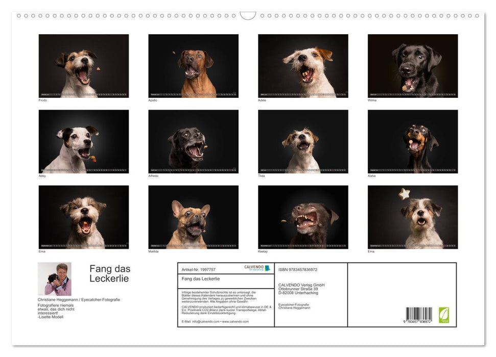 Fang das Leckerlie (CALVENDO Wandkalender 2026)