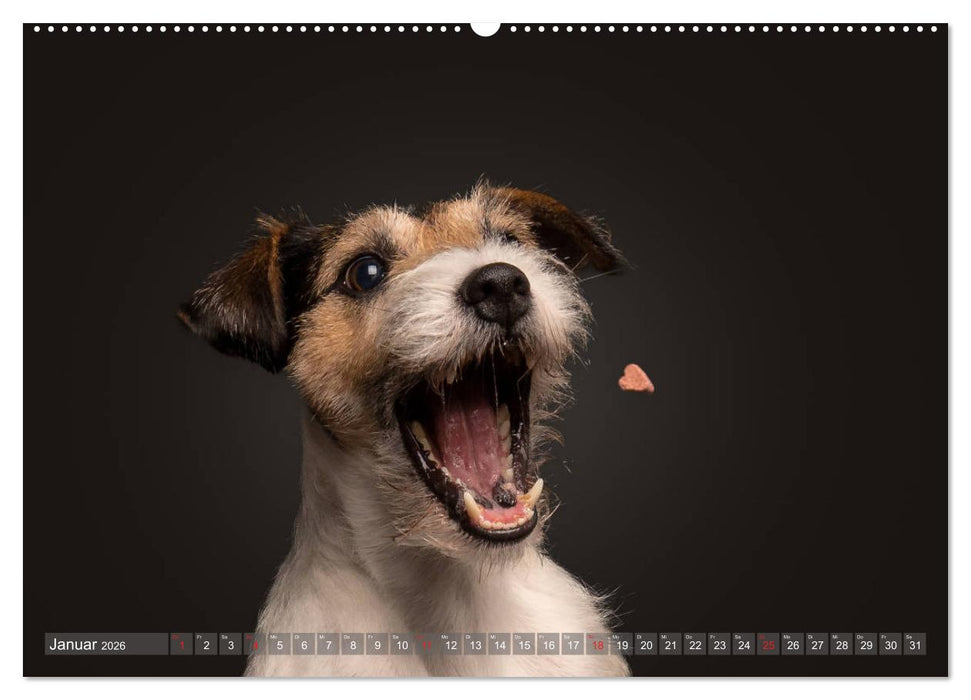 Fang das Leckerlie (CALVENDO Wandkalender 2026)