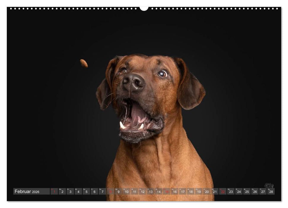 Fang das Leckerlie (CALVENDO Wandkalender 2026)
