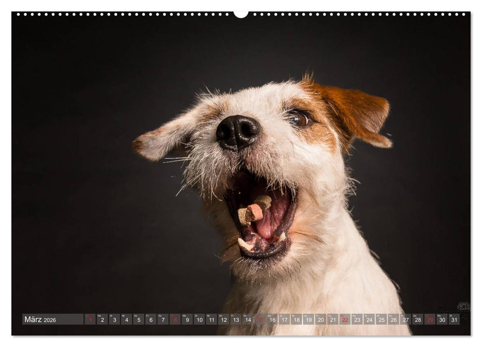 Fang das Leckerlie (CALVENDO Wandkalender 2026)