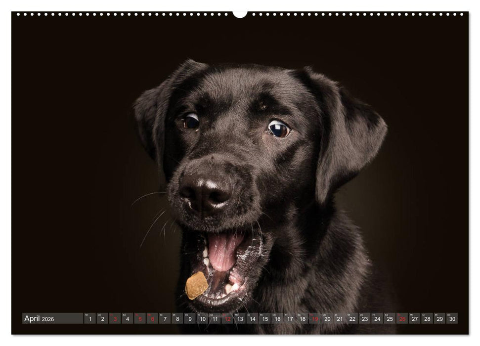 Fang das Leckerlie (CALVENDO Wandkalender 2026)
