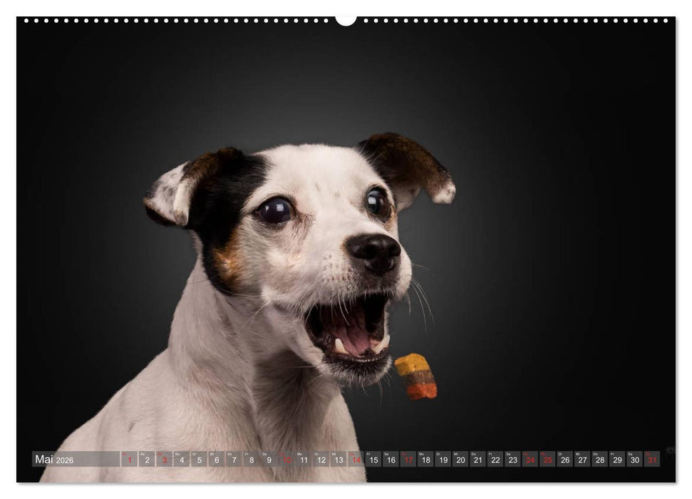 Fang das Leckerlie (CALVENDO Wandkalender 2026)