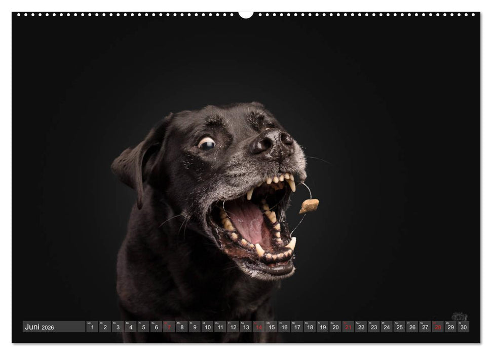 Fang das Leckerlie (CALVENDO Wandkalender 2026)