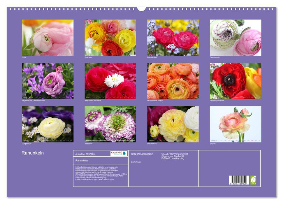 Ranunkeln (CALVENDO Wandkalender 2026)