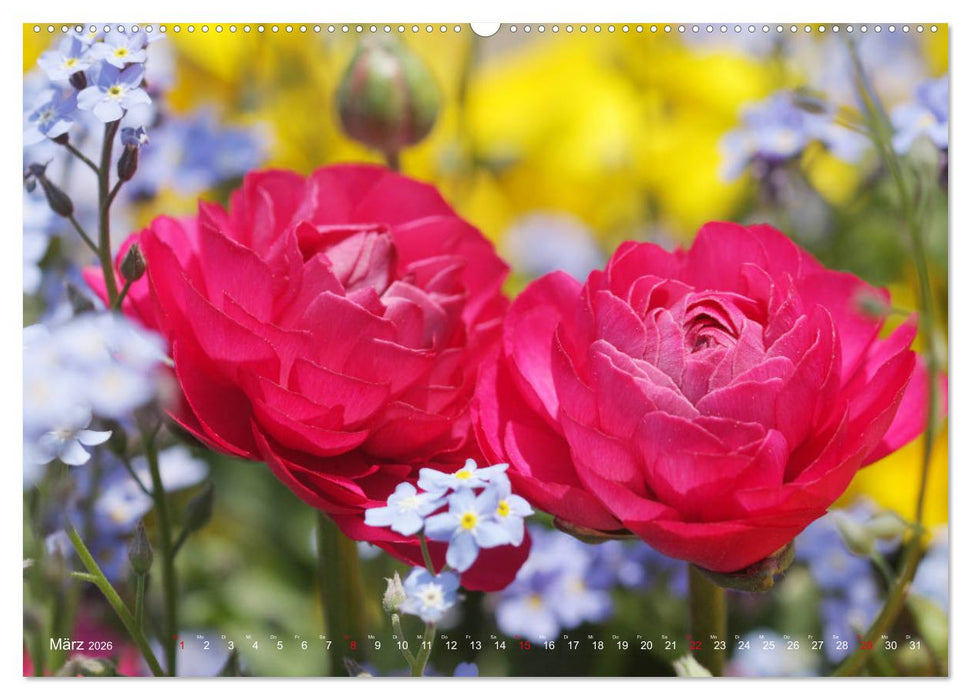 Ranunkeln (CALVENDO Wandkalender 2026)