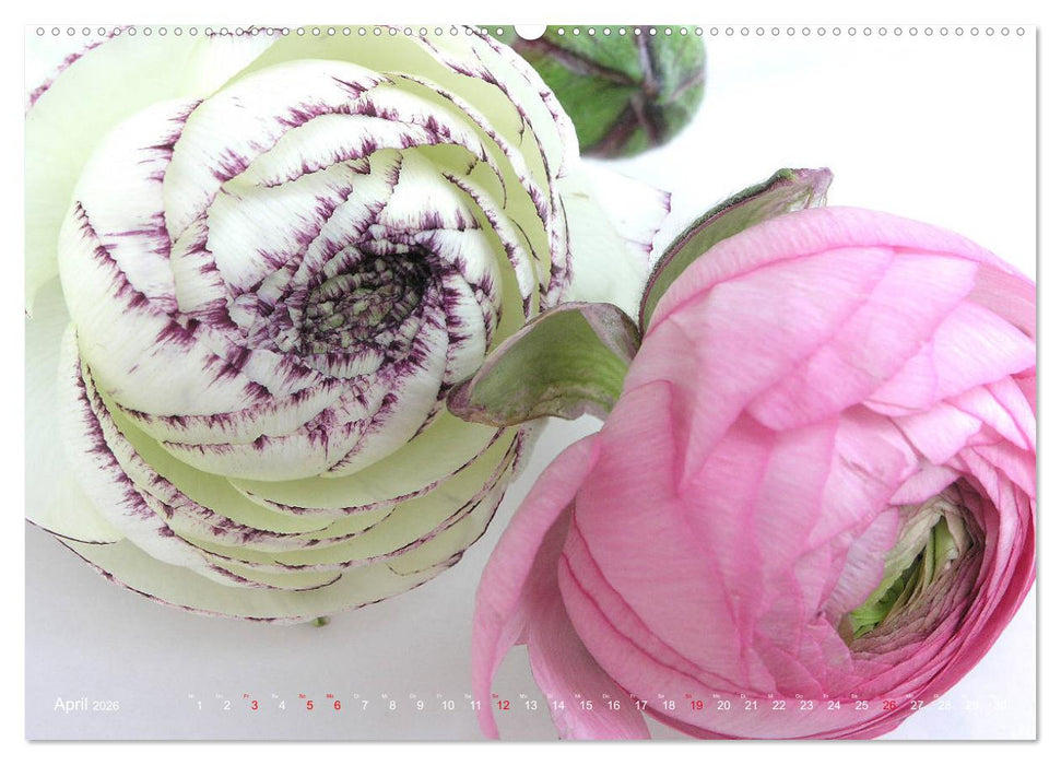 Ranunkeln (CALVENDO Wandkalender 2026)