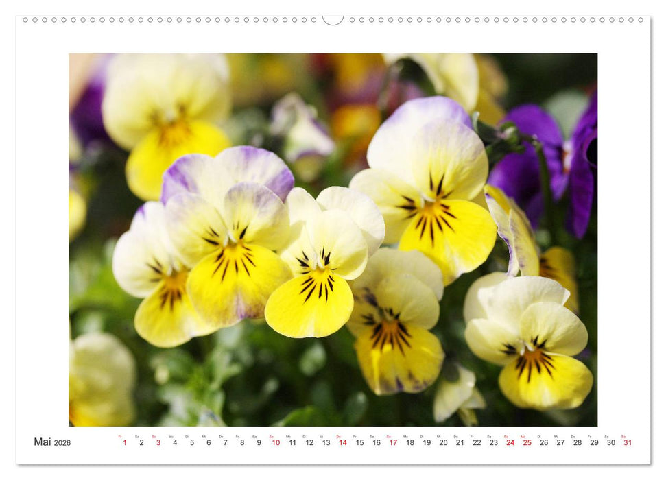 Veilchengewächse - Stiefmütterchen und Hornveilchen (CALVENDO Wandkalender 2026)