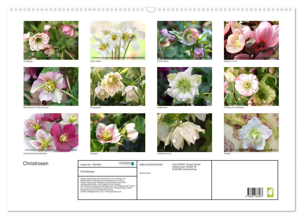 Christrosen (CALVENDO Wandkalender 2026)