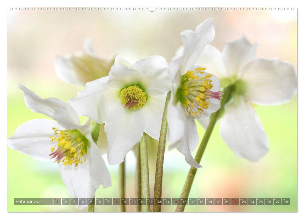 Christrosen (CALVENDO Wandkalender 2026)