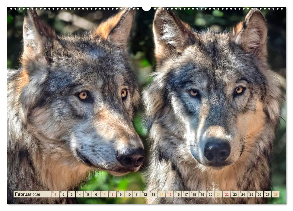 Wolf - Imposanter Jäger (CALVENDO Wandkalender 2026)