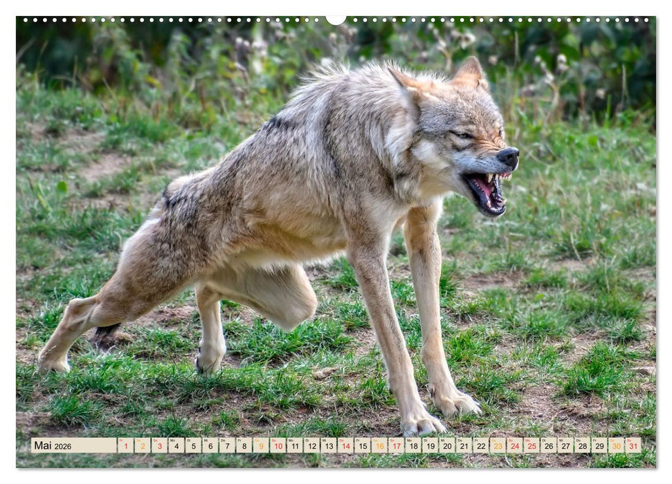 Wolf - Imposanter Jäger (CALVENDO Wandkalender 2026)