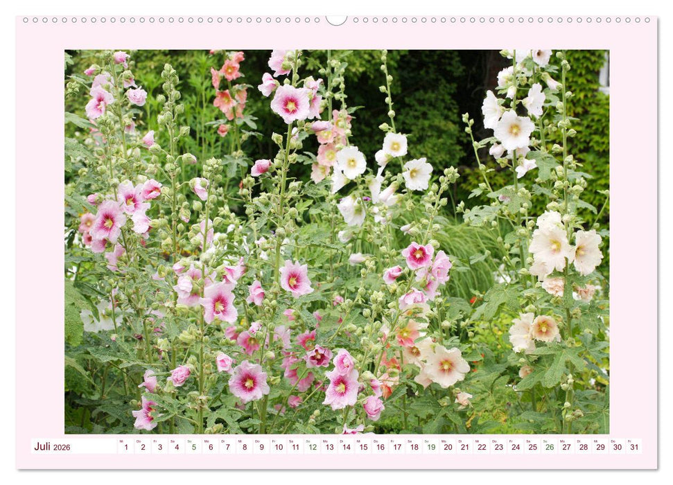 Wunderschöne Malven (CALVENDO Premium Wandkalender 2026)