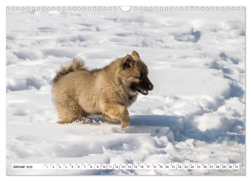 Eurasier, der Hund im Wolfspelz (CALVENDO Wandkalender 2026)