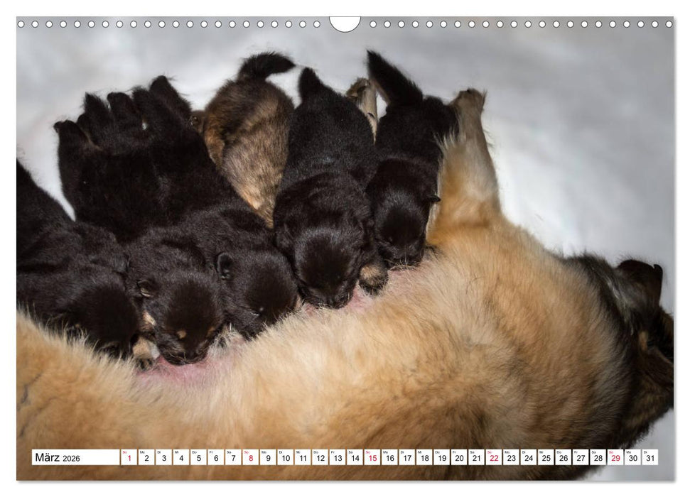 Eurasier, der Hund im Wolfspelz (CALVENDO Wandkalender 2026)