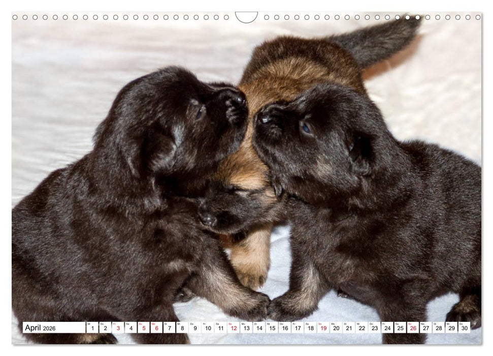 Eurasier, der Hund im Wolfspelz (CALVENDO Wandkalender 2026)