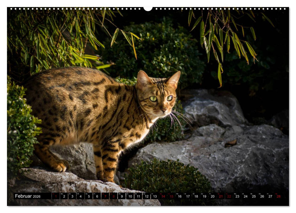 Bengalen Outdoor und Action (CALVENDO Wandkalender 2026)