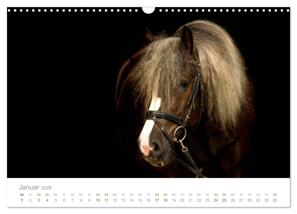 Faszination und Vielfalt - Schwarzwälder Kaltblut (CALVENDO Wandkalender 2026)