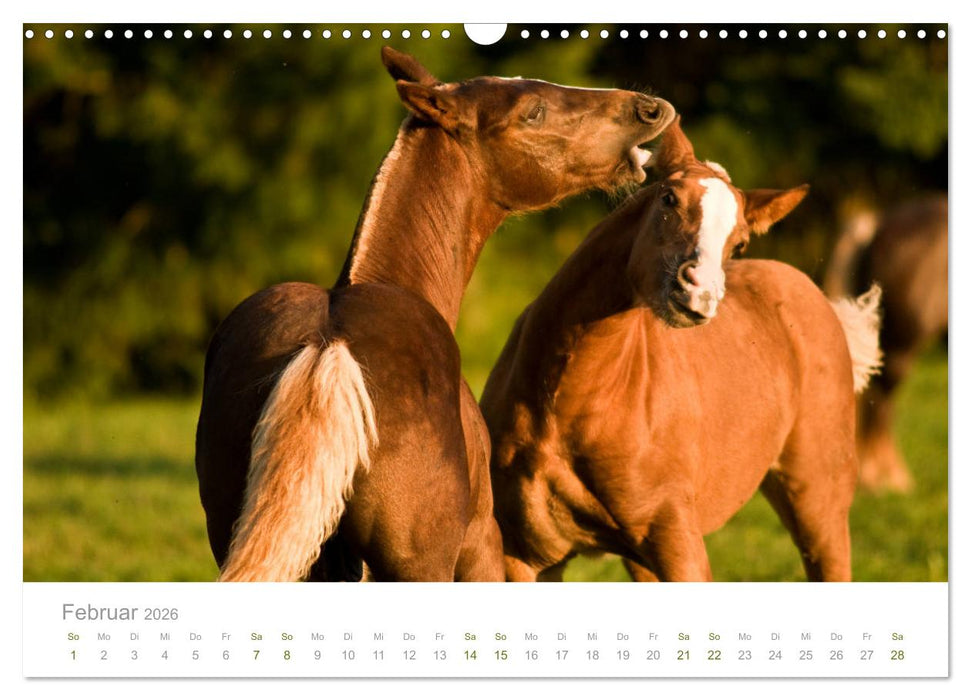 Faszination und Vielfalt - Schwarzwälder Kaltblut (CALVENDO Wandkalender 2026)