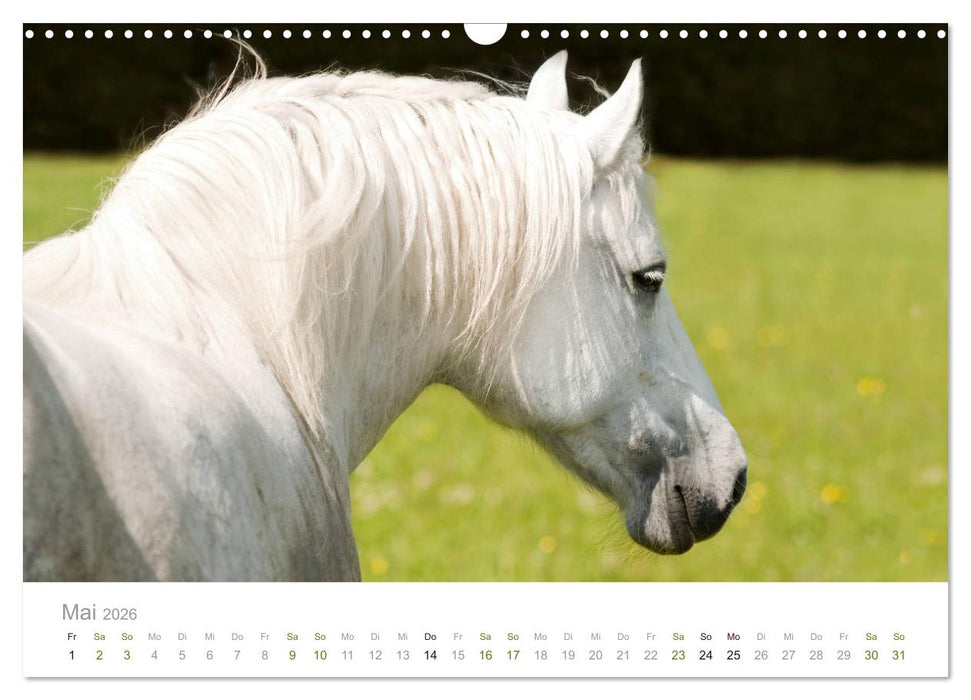 Faszination und Vielfalt - Schwarzwälder Kaltblut (CALVENDO Wandkalender 2026)