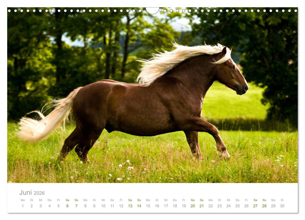 Faszination und Vielfalt - Schwarzwälder Kaltblut (CALVENDO Wandkalender 2026)