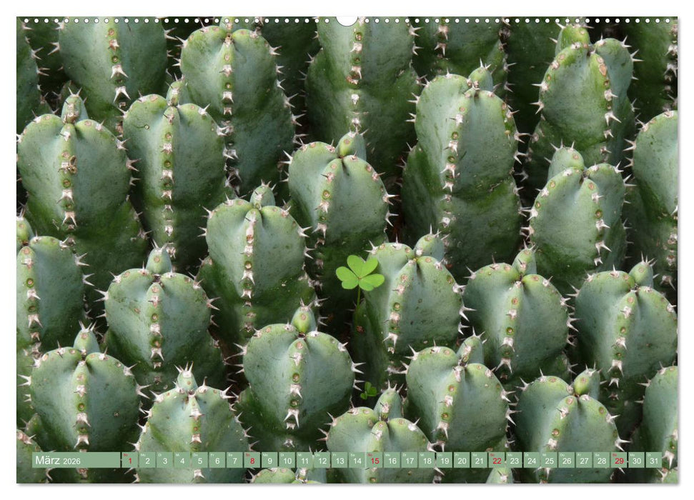 BOTANICACTUS Mallorcas Kakteengarten (CALVENDO Wandkalender 2026)