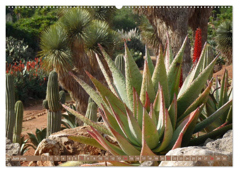 BOTANICACTUS Mallorcas Kakteengarten (CALVENDO Wandkalender 2026)