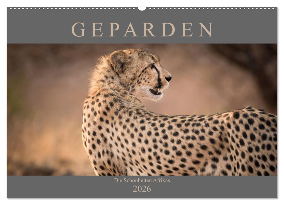 Geparden - Die Schönheiten Afrikas (CALVENDO Wandkalender 2026)