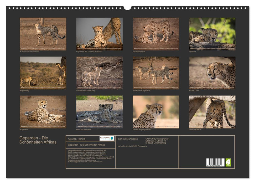 Geparden - Die Schönheiten Afrikas (CALVENDO Wandkalender 2026)