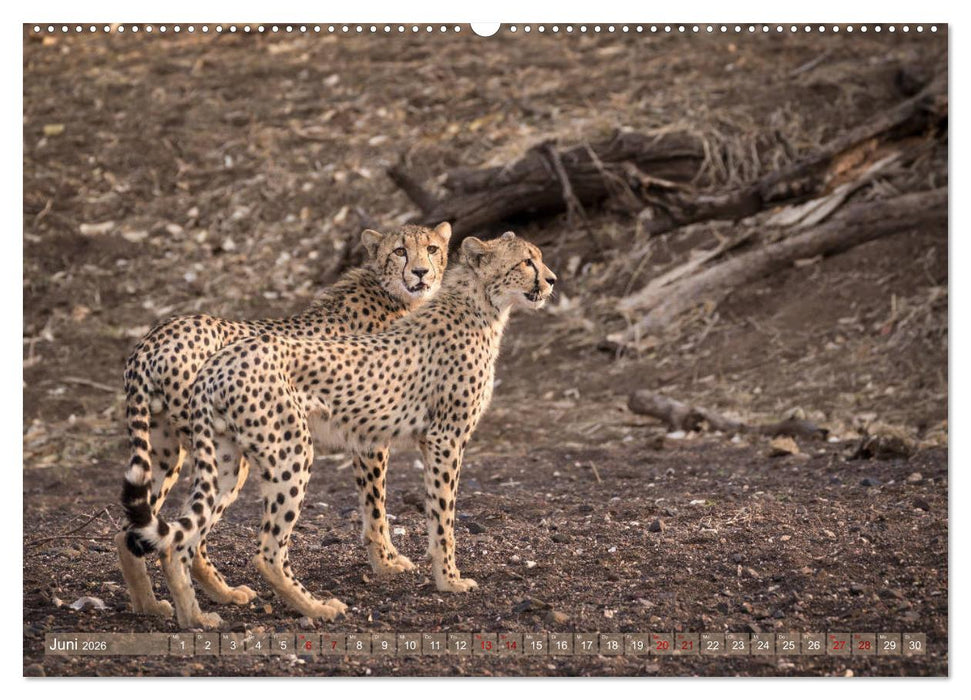 Geparden - Die Schönheiten Afrikas (CALVENDO Wandkalender 2026)