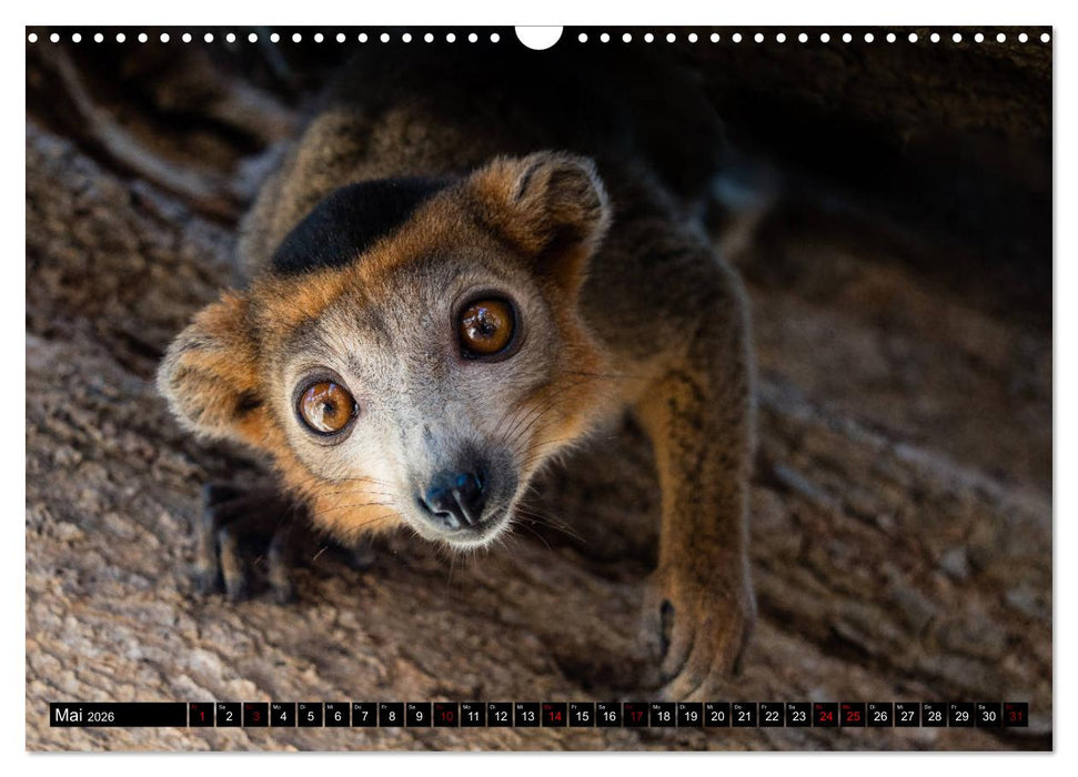 Madagaskar - Impressionen von Rolf Dietz (CALVENDO Wandkalender 2026)