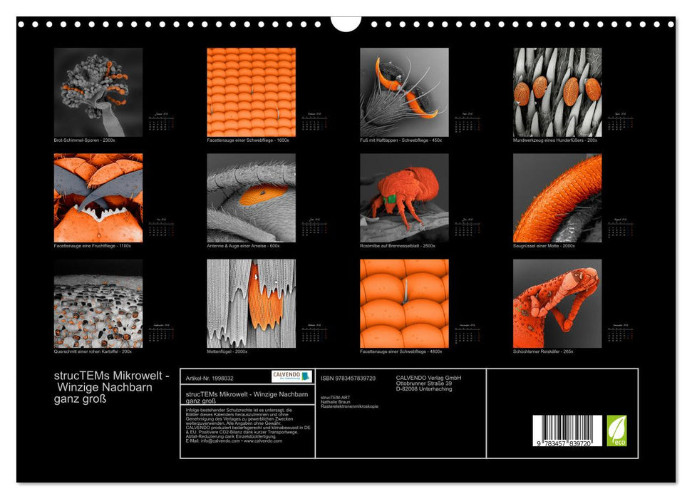 strucTEMs Mikrowelt - Winzige Nachbarn ganz groß (CALVENDO Wandkalender 2026)