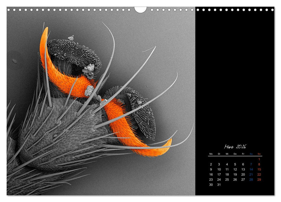 strucTEMs Mikrowelt - Winzige Nachbarn ganz groß (CALVENDO Wandkalender 2026)