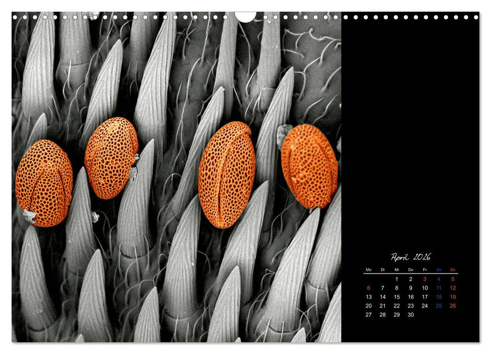 strucTEMs Mikrowelt - Winzige Nachbarn ganz groß (CALVENDO Wandkalender 2026)