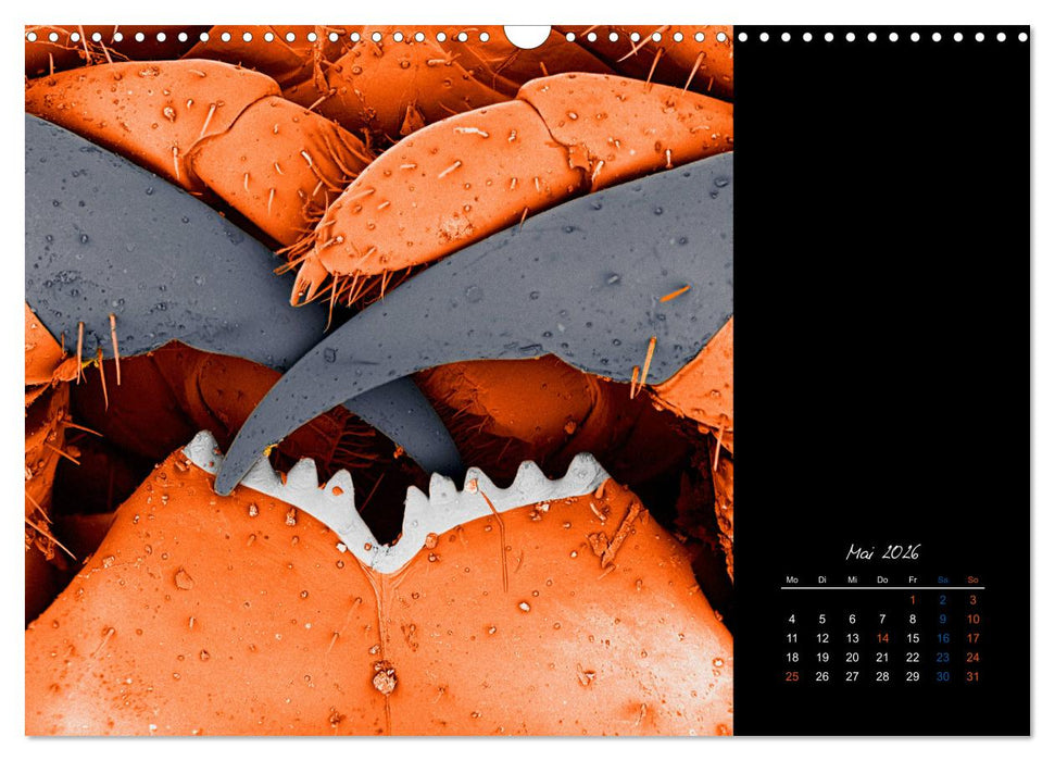 strucTEMs Mikrowelt - Winzige Nachbarn ganz groß (CALVENDO Wandkalender 2026)