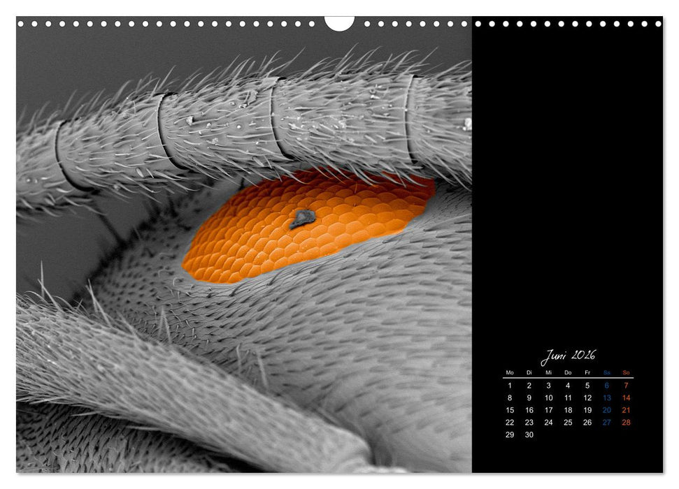 strucTEMs Mikrowelt - Winzige Nachbarn ganz groß (CALVENDO Wandkalender 2026)