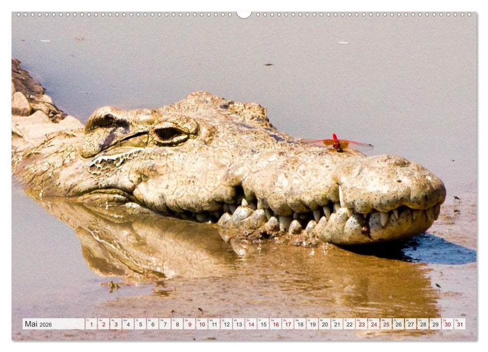 Sambia - ein großartiges Land (CALVENDO Wandkalender 2026)