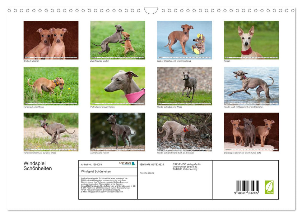 Windspiel Schönheiten (CALVENDO Wandkalender 2026)