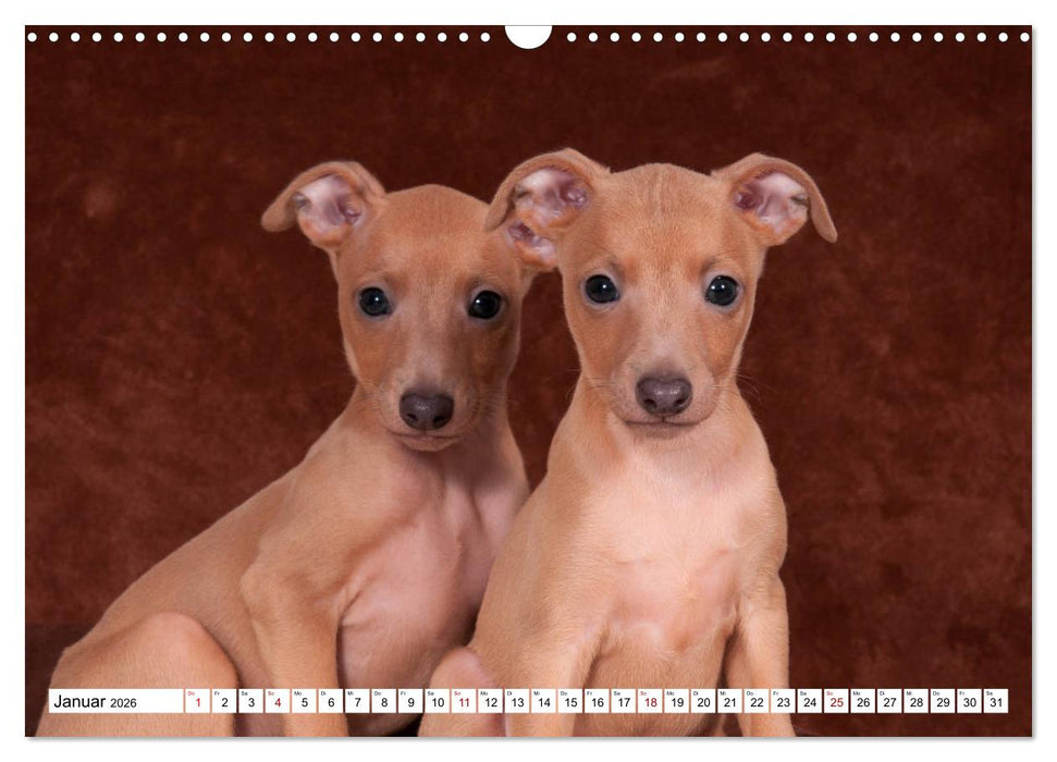 Windspiel Schönheiten (CALVENDO Wandkalender 2026)