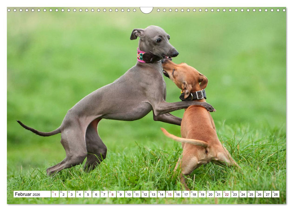 Windspiel Schönheiten (CALVENDO Wandkalender 2026)