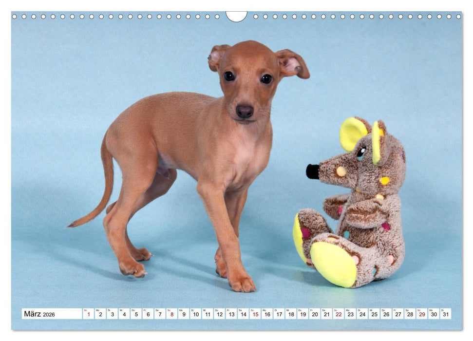 Windspiel Schönheiten (CALVENDO Wandkalender 2026)