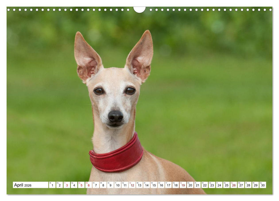 Windspiel Schönheiten (CALVENDO Wandkalender 2026)