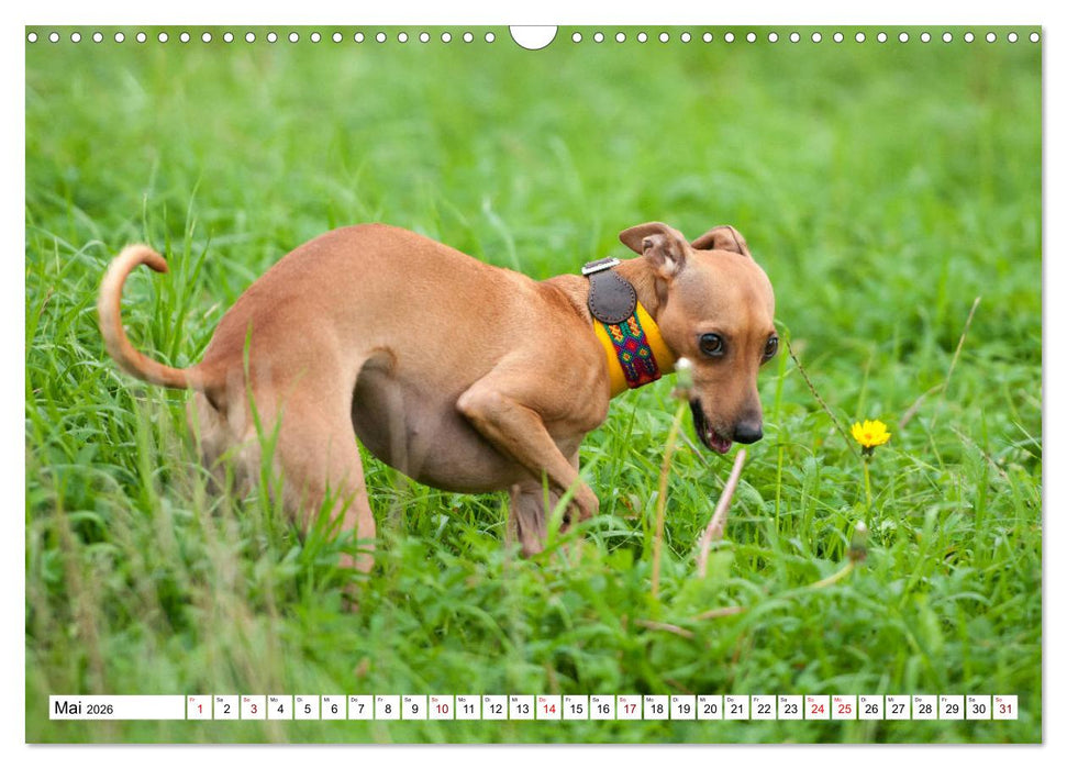 Windspiel Schönheiten (CALVENDO Wandkalender 2026)