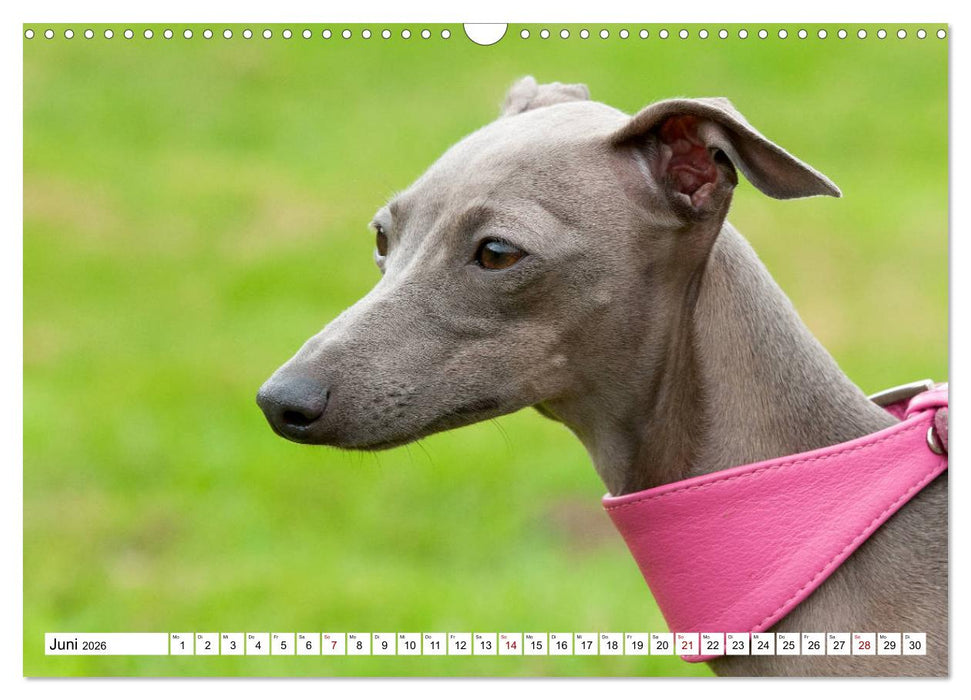 Windspiel Schönheiten (CALVENDO Wandkalender 2026)