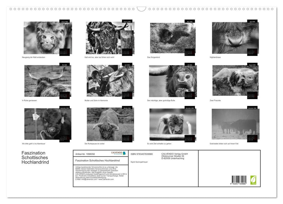 Faszination Schottisches Hochlandrind (CALVENDO Wandkalender 2026)
