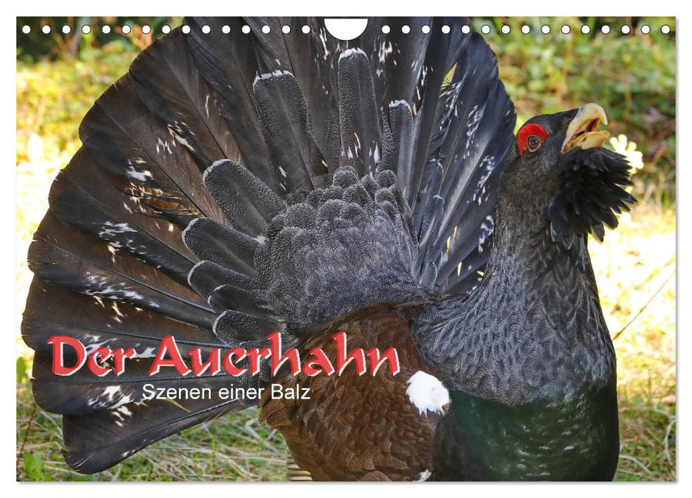 Der Auerhahn - Szenen einer Balz (CALVENDO Wandkalender 2026)