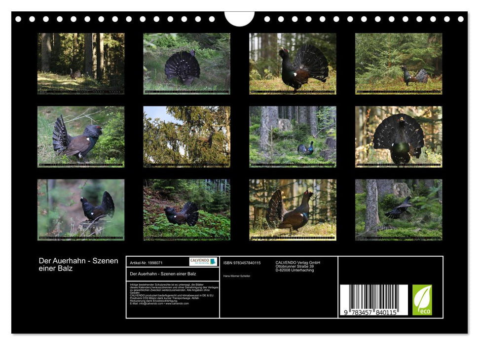 Der Auerhahn - Szenen einer Balz (CALVENDO Wandkalender 2026)