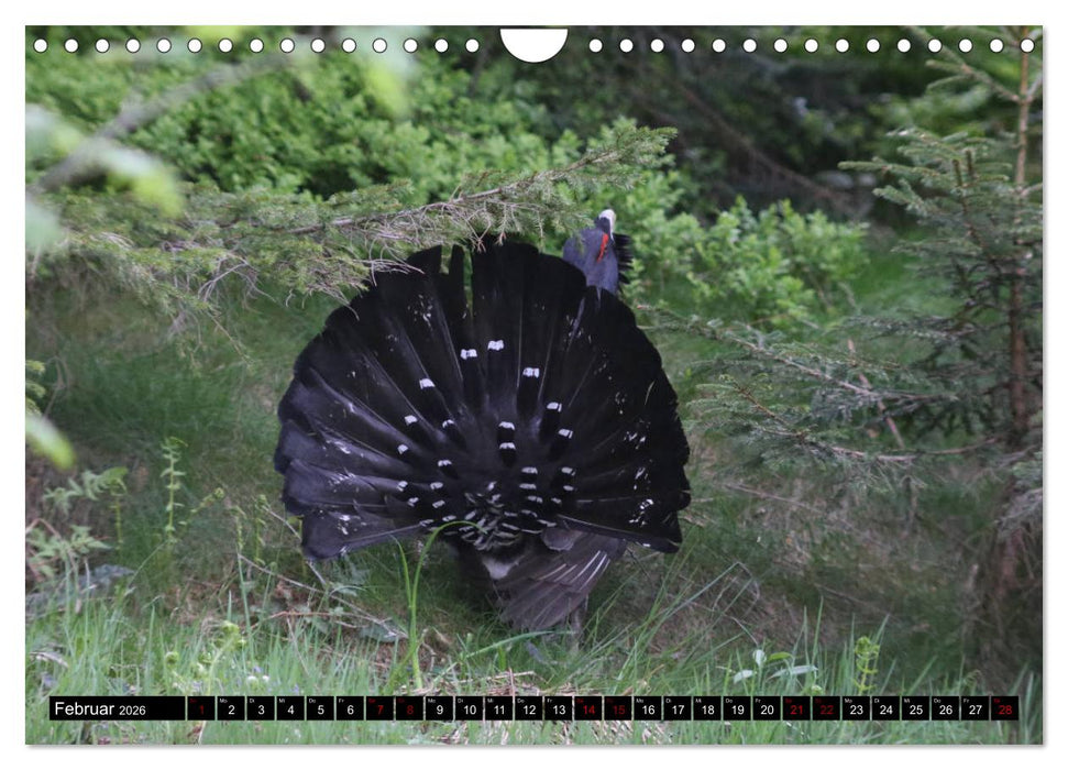 Der Auerhahn - Szenen einer Balz (CALVENDO Wandkalender 2026)