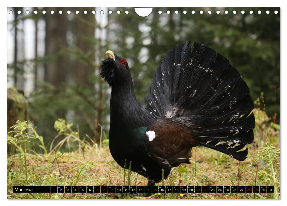 Der Auerhahn - Szenen einer Balz (CALVENDO Wandkalender 2026)